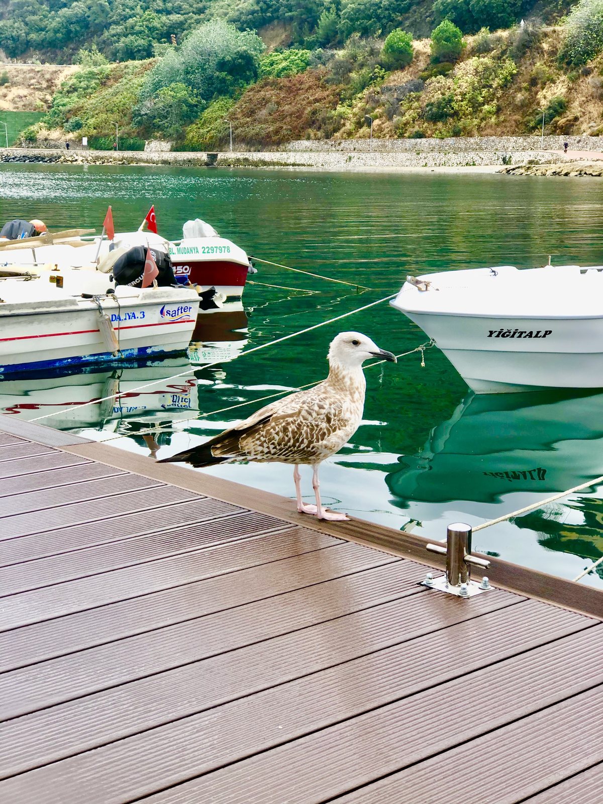 Marina jetty finished with Classic Line composite decking